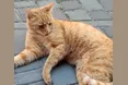 Через три місяці після ворожого обстрілу котик повернувся додому
