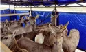 Із Карпат оленів і ланей переселили на Одещину