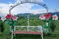 50 відтінків гібіскусів