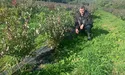 «Цьогоріч ціна на лохину — найнижча за останніх п’ять років»