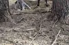 На Великдень у Яворівському нацпарку народилося лоша рідкісних коней-тарпанів