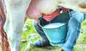 “Якщо корову в брудній стайні доять у брудне відро брудними руками... Таке молоко ніколи не буде якісним”