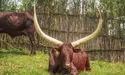 Твердою валютою у Зімбабве слугують корови