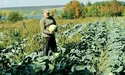 Капусти вистачить собі та воїнам