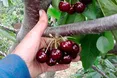 росія хоче вкрасти Мелітопольську черешню