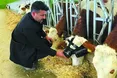 У зелених окулярах корови дають більше молока