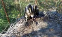 Як птахів «ставлять на облік»