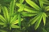 У Львові судитимуть 22-річного наркозбувача