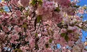 Ужгород квітне сакурами і магноліями! (фото)