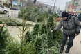 Двометрова блакитна ялинка — півтори тисячі гривень