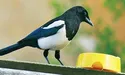Сороки крадуть котячий корм