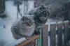 Погода на 17 січня 2023 року