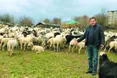 «На полонинах у горах овець доять тільки чоловіки»