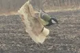 Перед лютими морозами тварини запасаються калоріями