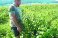 Ягода-малина фермерів манила…