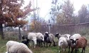 На три десятки обійсть — понад півтисячі овець