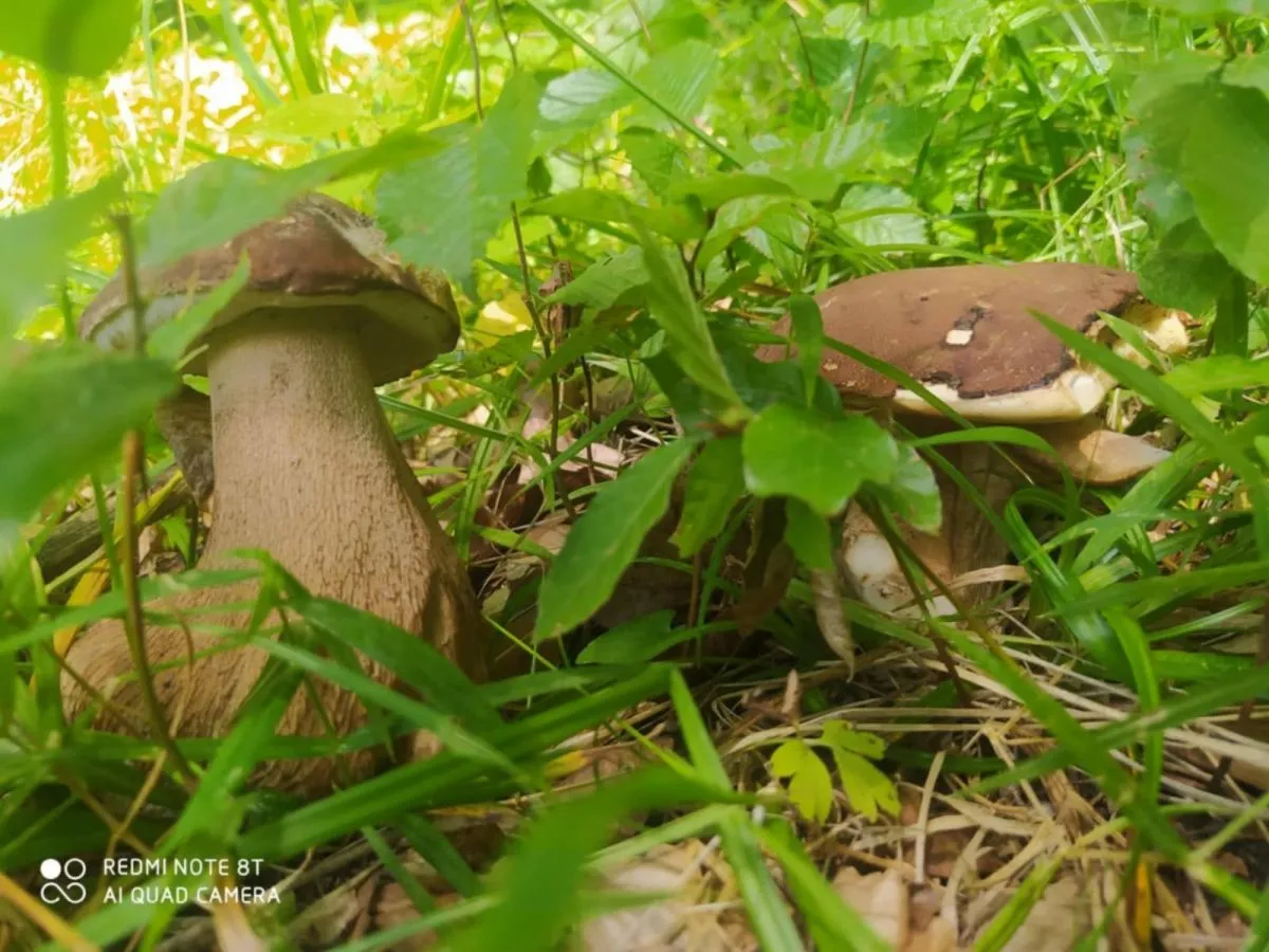 Боровики люблять ховатися у тіні. Фото автора.