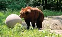 Клишоногих не розчісують і не купають. Усі процедури вони роблять самі