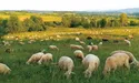 Прикипіла душею до овець