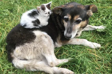 Котячо-собача ідилія, яка змушує задуматися багатьох з нас. Фото автора