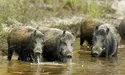 Кабани шукали корму і налякали любительку грибів