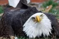 Самотній орлан «всиновив» підкинуте пташеня