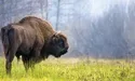 Зубрам потрібен… «дім престарілих»