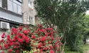 Кущ троянди