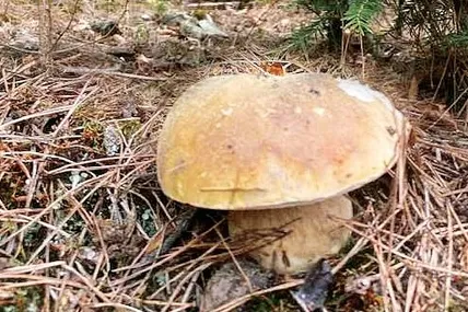 Ось вони, красені з урочища Шум! Фото Михайла ВАСЮТИКА