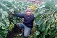 Брюссельська капуста росте аж до морозів