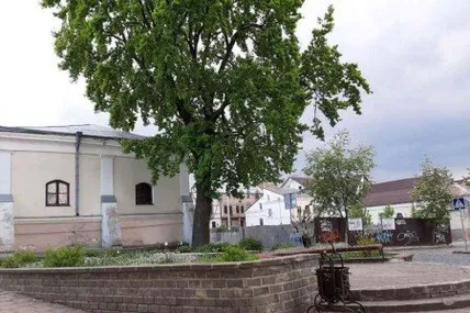 Дуб біля будинку Косачів. Фото Волинські новини