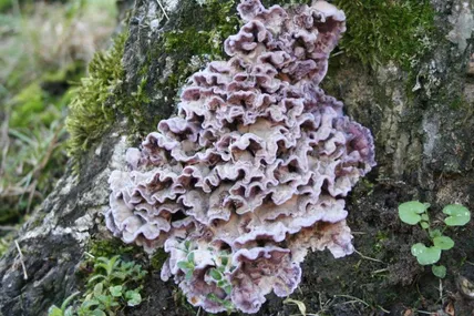 Chondrostereum purpureum. Фото Sky News
