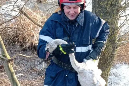 У Городку на місцевому озері врятували лебедя. Фото Головне управління ДСНС України у Львівській області