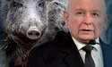 Рохкати можуть і… політики