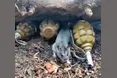 «Коли майже засинав у бліндажі, по голові пробігла миша…»