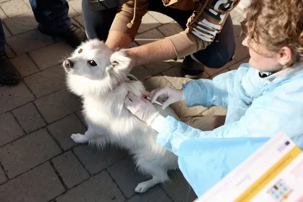 У Львові триває безкоштовна вакцинація проти сказу. Фото: Управління екології Львів