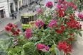 У Львові нагородили учасників конкурсу на найкраще озеленення балконів та підвіконь
