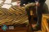 СБУ викрила вісьмох агітаторів рашизму: серед них посадовиця суду та колаборант, який роками переховувався у підвалі