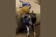 Крім їсти, дай їм почухатися…