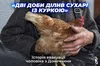 Історія незламності: евакуація 89-річного шахтаря та його єдиної супутниці