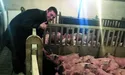 «Є люди, які вночі йдуть до холодильника. Так само є свині, які вночі хочуть їсти»