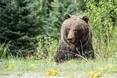 У Японії ведмідь увірвався до оселі літнього подружжя та «пограбував» їхній холодильник