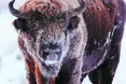 Після купелі у крижаній воді самка зубра не вижила