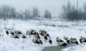 Лелеки повертаються! Але влаштовувати їм пишні прийоми не варто