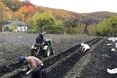 Роль добрив для картоплі виконала… медоносна фацелія