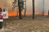 На Харківщині через ворожі обстріли горять 3000 га лісу