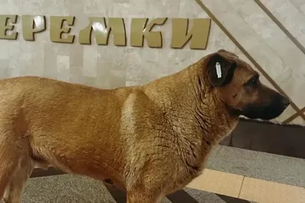 У Києві собаку Мішу більше не пускають до метро під час тривог — скаржиться зоозахисниця. Фото: Snizhana Buhrik / Facebook