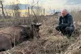 Через бюрократів життя оленя Бориса висить на волосині!