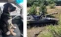 «Хочу докопатися, хто винен у смерті собаки?»