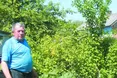 Ревінь, румбарбар, барбари…